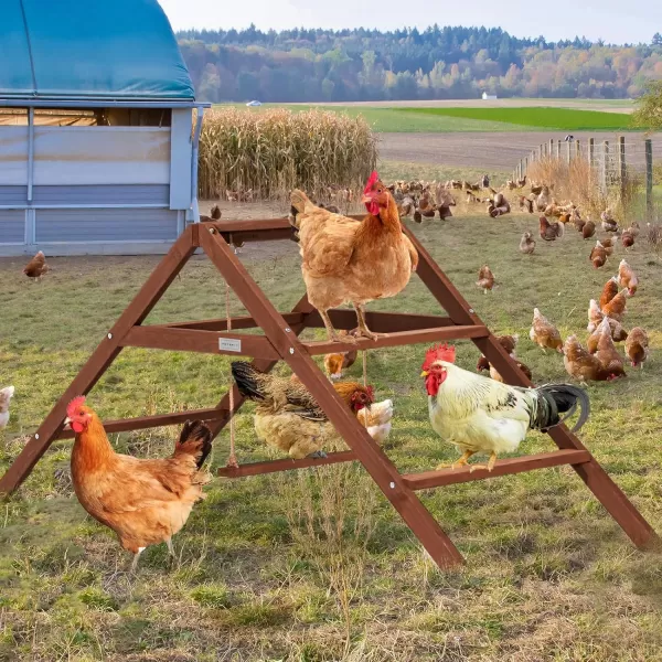 PETSFIT Chicken Roosting Bars for Coop Accessories Chicken Perches with Swing are Perfect for 810 Chickens Wooden Chicken Ladder for Pets Healthy ampamp Happy Easy to AssembleampampClean