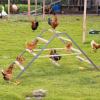 imagePETSFIT Chicken Perch for CoopSolid Wood and Rustproof Iron Roosting Bar with Swing  Ideal for Backyard Poultry Chicken Coops and FarmsEasy to Assemble and CleanSolid
