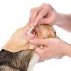 image6 Inch Long Cotton Swabs of Medium and Large Pets Ears Cleaning or Makeup 100pcs6 200pcs